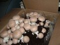 Home grow mushrooms
