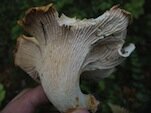Cooking with Chantrelles