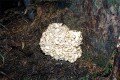 Highlight for Album: Coral-like Mushrooms