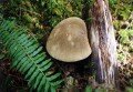 Highlight for Album: Boletes and Others